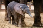 Toledo Zoo’s Elephant Herd Grows with Arrival of Newborn Calf