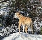 TurfMutt’s Tips for Enjoying Your Yard, A Winter Wonderland