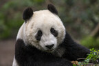 San Diego Zoo Wildlife Alliance and China Wildlife Conservation Association Sign a New Cooperative Agreement for Giant Panda Collaboration