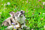 Spot Pet Insurance Reveals Seasonal Allergy Surge in Dogs & Cats