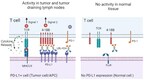 A Potential First-In-Class Drug: CDE Approved Single-Arm Pivotal Clinical Study of LBL-024, An Anti-PD-L1/4-1BB Bispecific Antibody Developed by Leads Biolabs