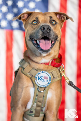 From Stray to Statesman: Rocky, the Resilient Rescue Dog, Runs for President