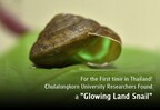 For the First time in Thailand! Chulalongkorn University Researchers Found a “Glowing Land Snail”