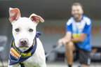 PetSafe® Celebrates One Knox Mascot “Gotcha Day” By Inviting Local Fans to Bring Their Dogs To “Pups At The Pitch Night”