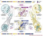 Nature Study Reveals: AI and Molecular Dynamics Designed BGM0504 Exhibits Superior Potency